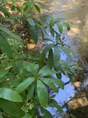 Rhododendron macrophyllum