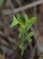 Euphorbia tetrapora