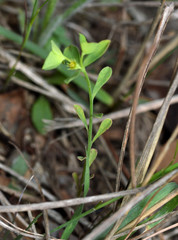 Euphorbia tetrapora