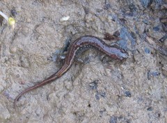 Desmognathus fuscus