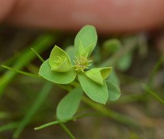 Euphorbia tetrapora