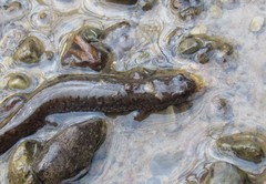 Desmognathus fuscus