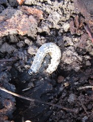 Scolecocampa