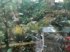 Paracheirodon innesi