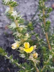 Aspalathus opaca opaca