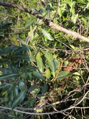 Stomatostemma monteiroae