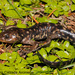 Mountain Stream Salamander - Photo (c) Alejandro Calzada, some rights reserved (CC BY-NC), uploaded by Alejandro Calzada