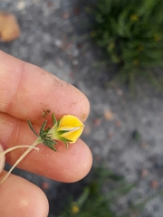 Aspalathus opaca opaca