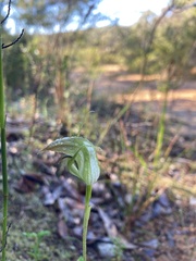 Pterostylis acuminata