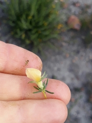 Aspalathus opaca opaca