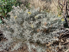 Senecio filaginoides