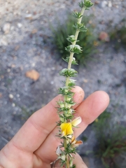 Aspalathus opaca opaca