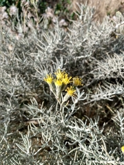 Senecio filaginoides
