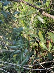 Stomatostemma monteiroae