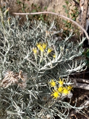 Senecio filaginoides