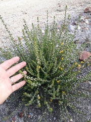 Aspalathus opaca opaca