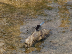 Erythrodiplax connata