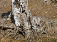 Erythrodiplax connata