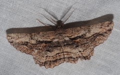 Scioglyptis heterogyna