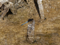 Erythrodiplax connata