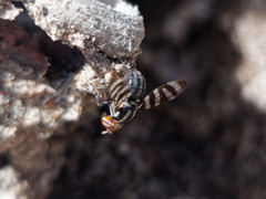 Pterotaenia