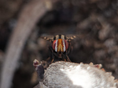 Pterotaenia