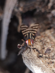 Pterotaenia