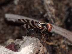 Pterotaenia