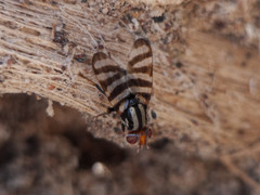 Pterotaenia