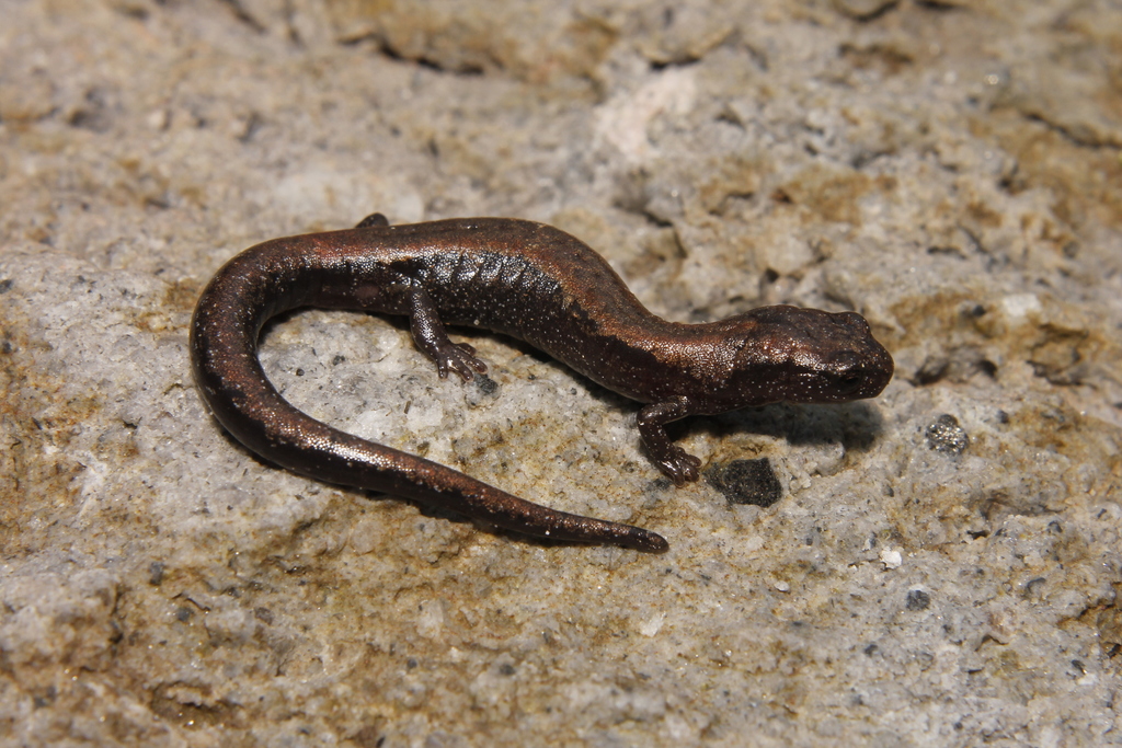 Cope's Flat-Footed Salamander