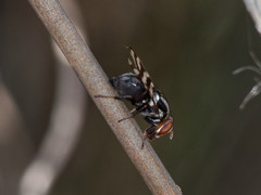 Pterotaenia