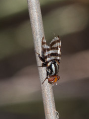 Pterotaenia