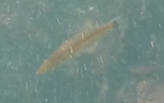 Halichoeres californicus