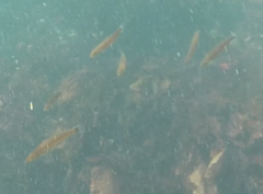 Halichoeres californicus