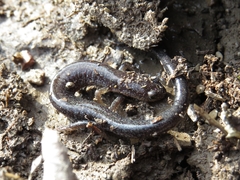 Plethodon hoffmani