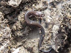 Plethodon hoffmani