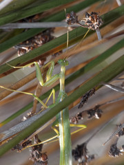 Coptopteryx constricta