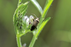 Irbisia californica