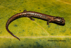 Parvimolge townsendi