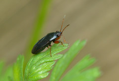 Delochilocoris illuminatus