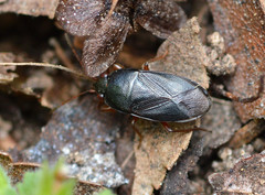 Delochilocoris illuminatus