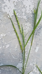 Rottboellia cochinchinensis