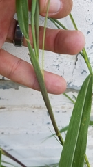Rottboellia cochinchinensis