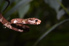 Aplopeltura boa