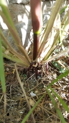 Rottboellia cochinchinensis