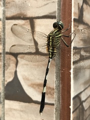 Orthetrum sabina