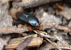 Delochilocoris illuminatus