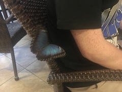 Morpho helenor montezuma