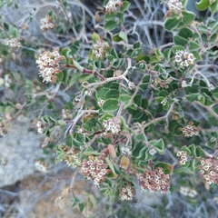 Euphorbia tomentulosa
