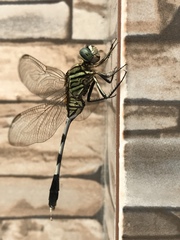 Orthetrum sabina